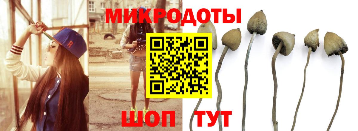 Псилоцибиновые грибы Psilocybe  Вход с VPN  Ялуторовск 